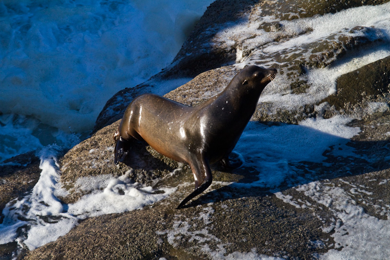 California Sea Lion